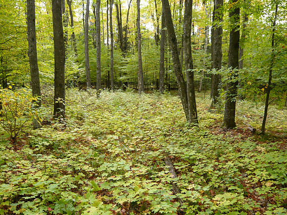 L1000806.JPG